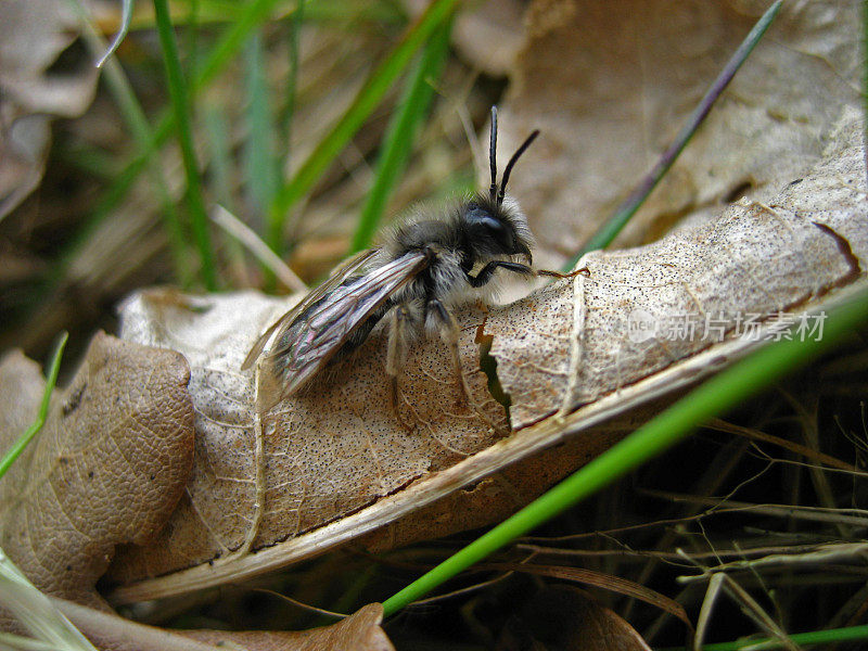 Andrena minuula从地下冒了出来。